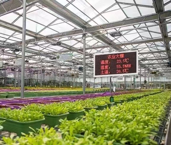 大棚蔬菜